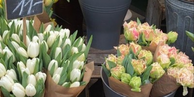 TOP 4 LOẠI HOA NHẬP KHẨU ĐẸP ĐƯỢC ƯA CHUỘNG NHẤT